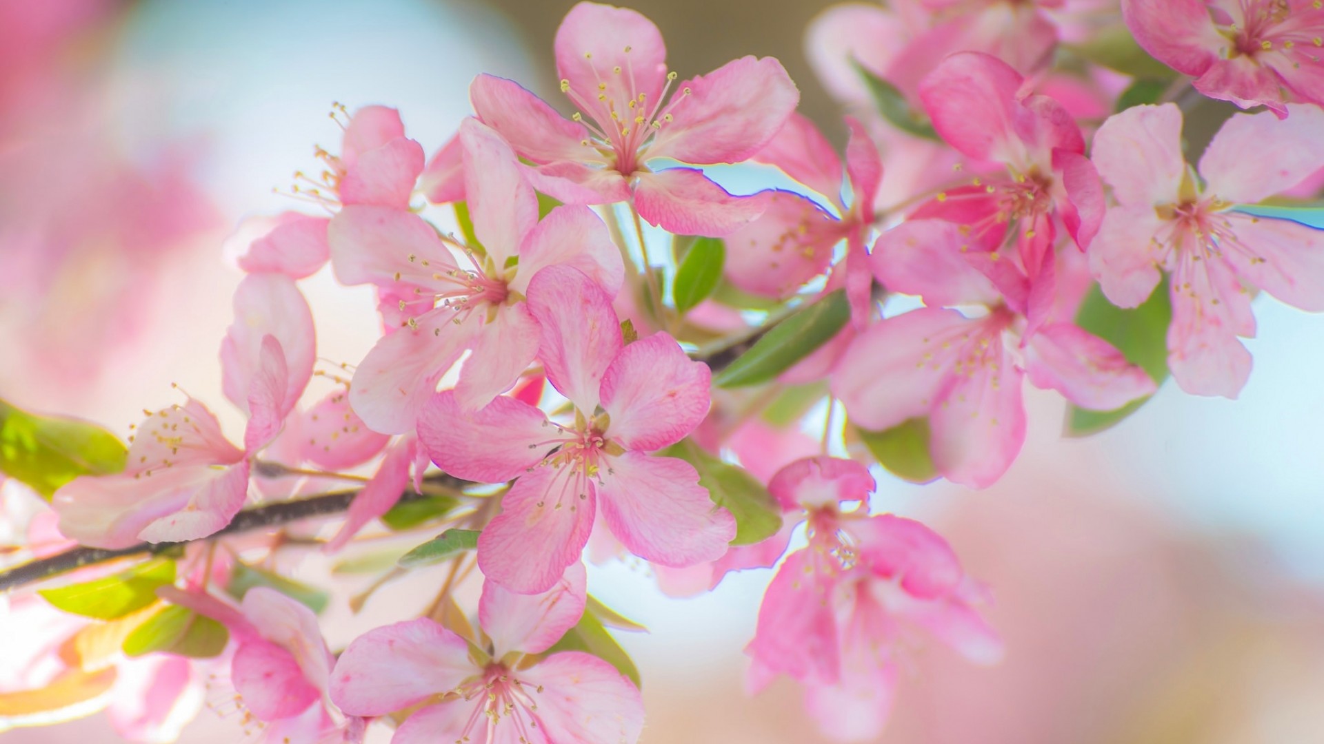 苹果花高清壁纸，免费花卉桌面背景下载