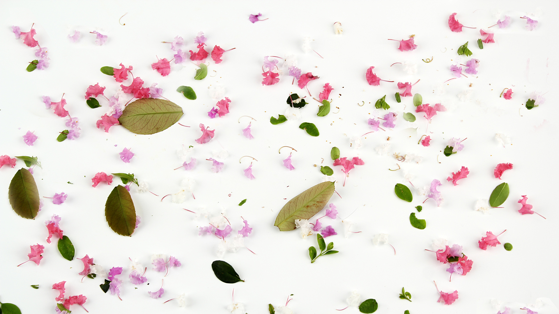 森系小清新碎花壁纸，免费下载花瓣绿叶背景花卉电脑壁纸