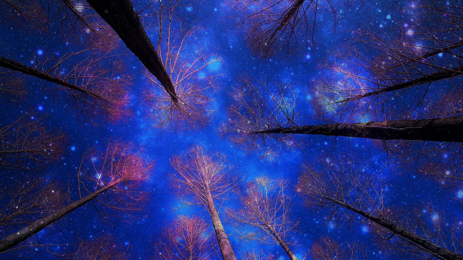 冬日雪夜，星空下的树木美景，免费电脑壁纸下载