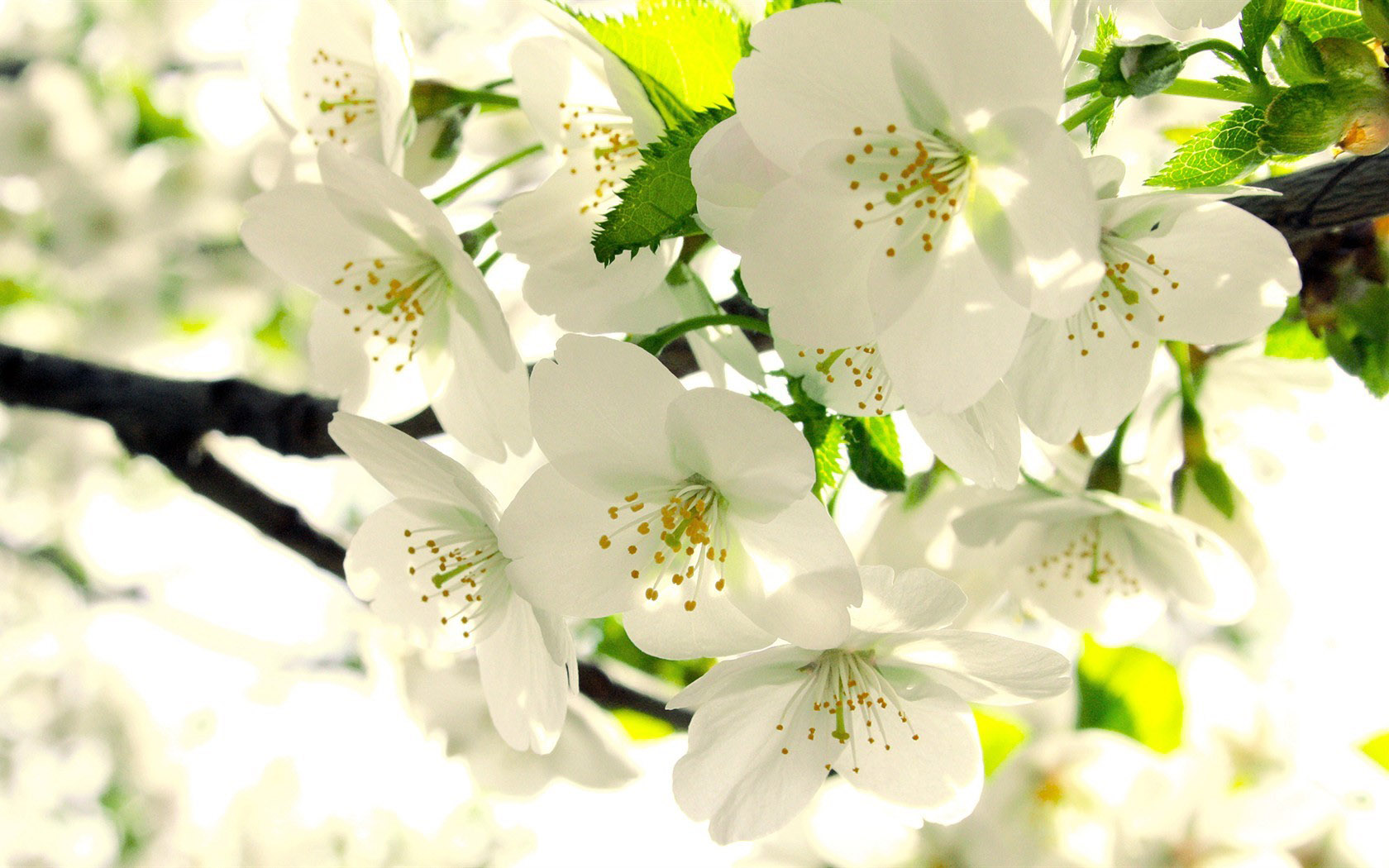 白色梨花清新花卉桌面壁纸，免费高清下载