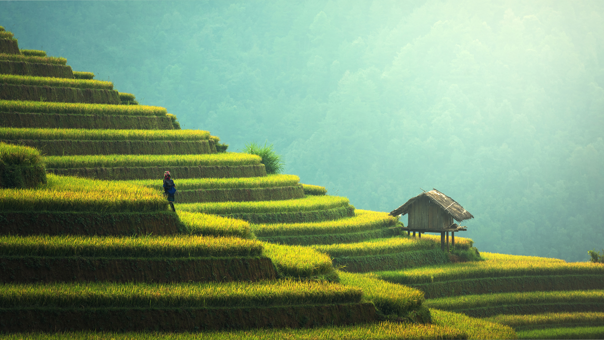 水稻梯田美景，妇女劳作风光壁纸，免费下载电脑桌面背景