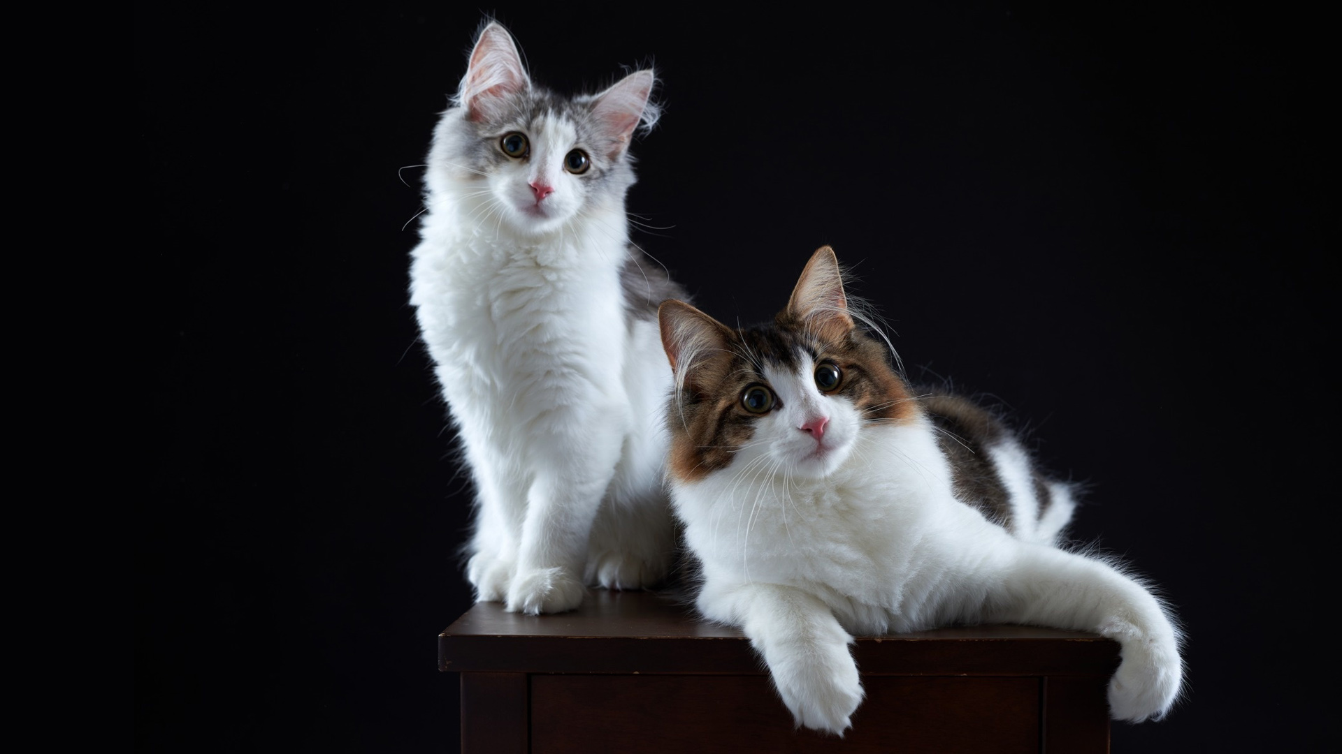 小猫夫妇，洁白情侣猫桌面壁纸，免费高清电脑背景下载