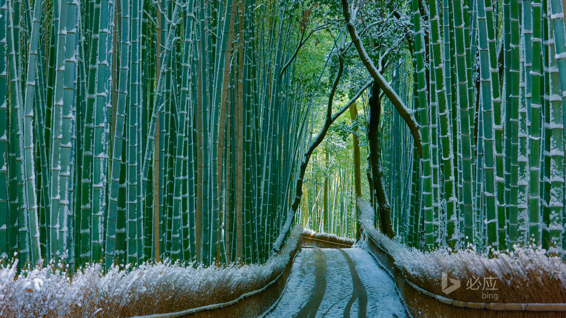 冬日京都雪景，竹林深处，唯美壁纸免费下载，装点你的电脑桌面