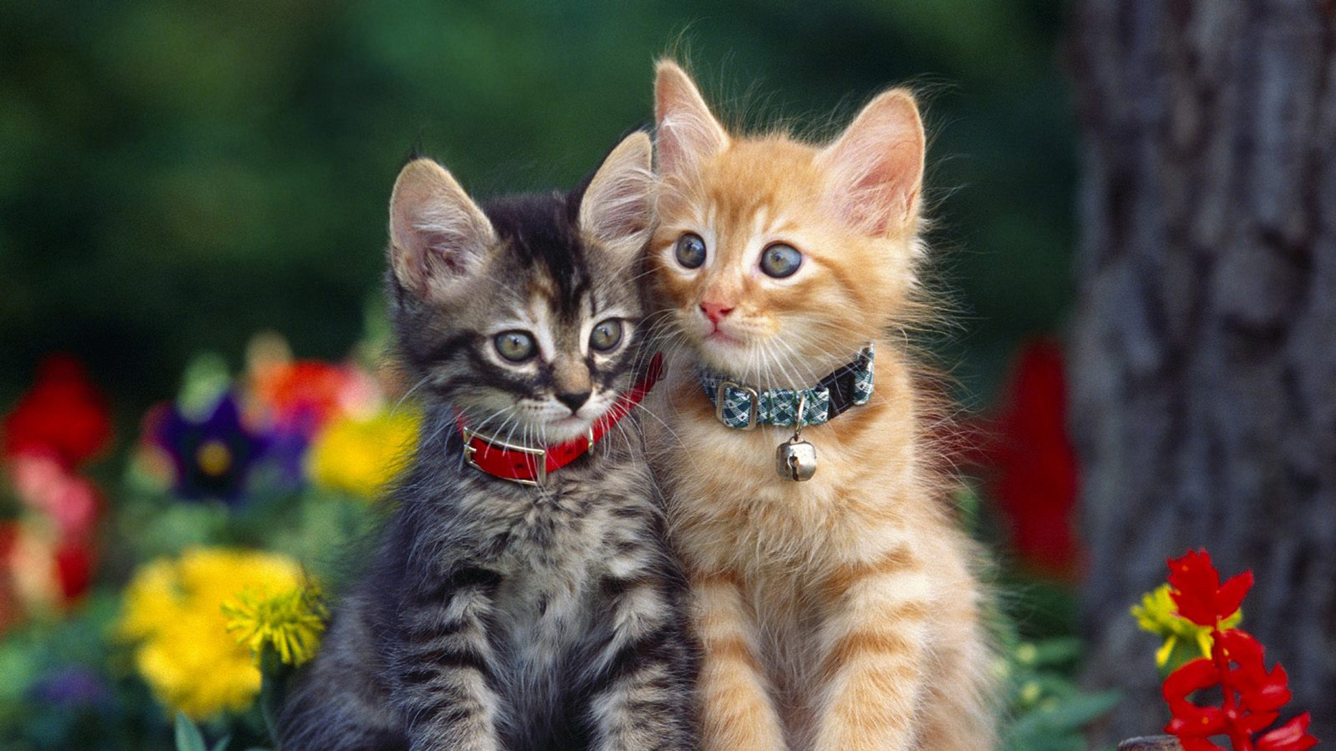 可爱的猫咪桌面壁纸，免费下载动物主题电脑背景图片