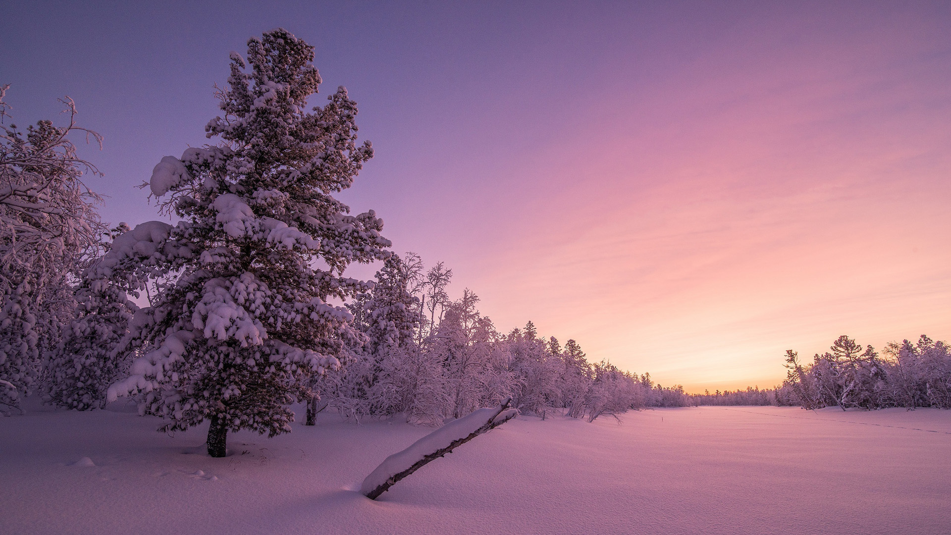 冬日雪景森林天空美景，高清桌面壁纸免费下载