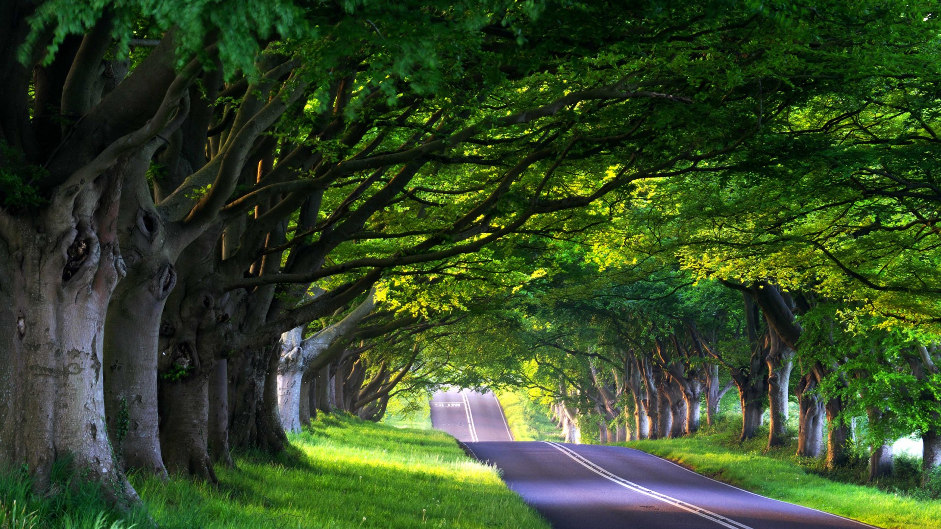 免费下载自然美景壁纸，道路绿荫、树林草地，尽享绿色自然风情！