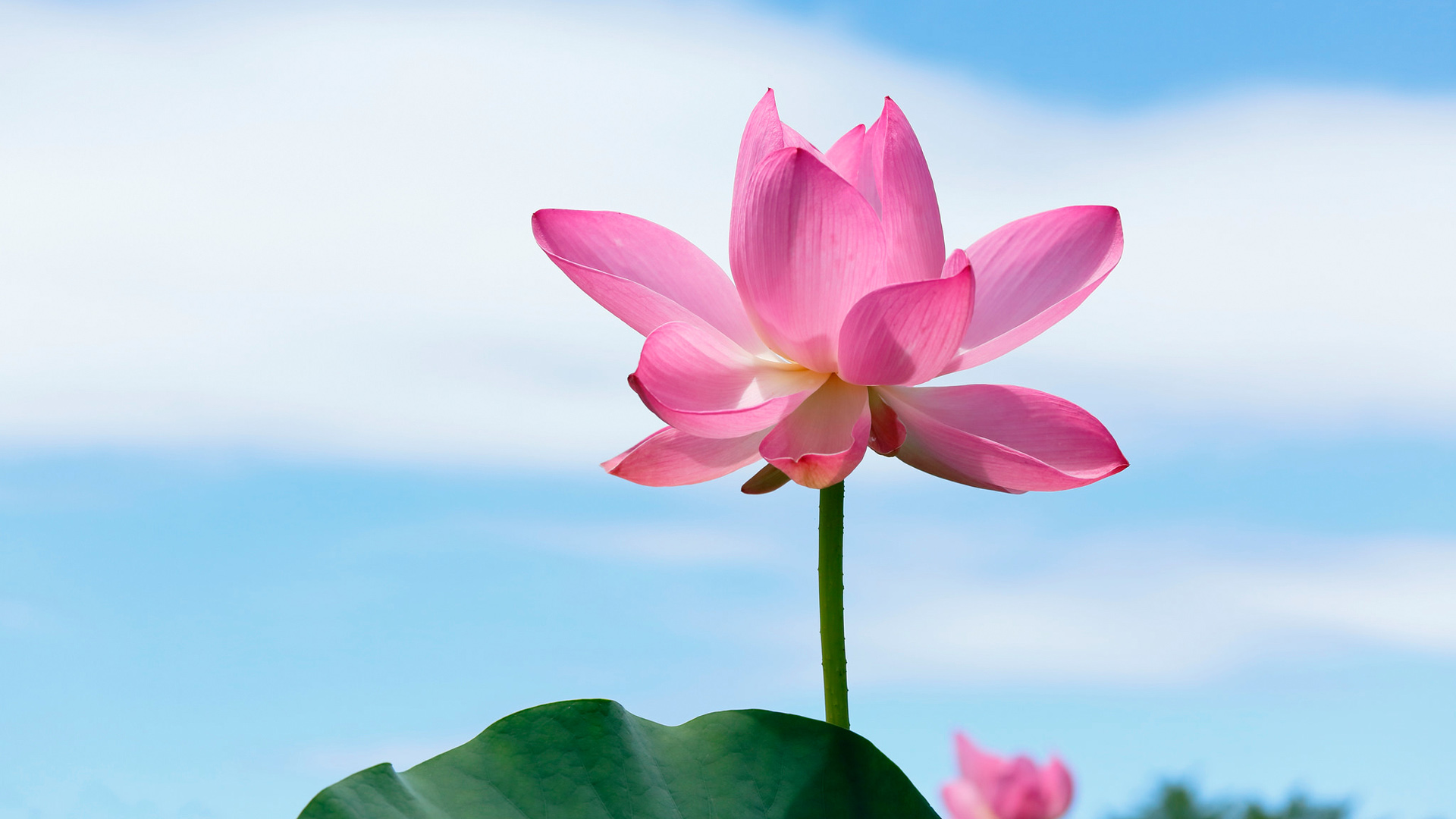 莲花瓣、叶子映蓝天，高清花卉壁纸免费下载，装点你的电脑桌面