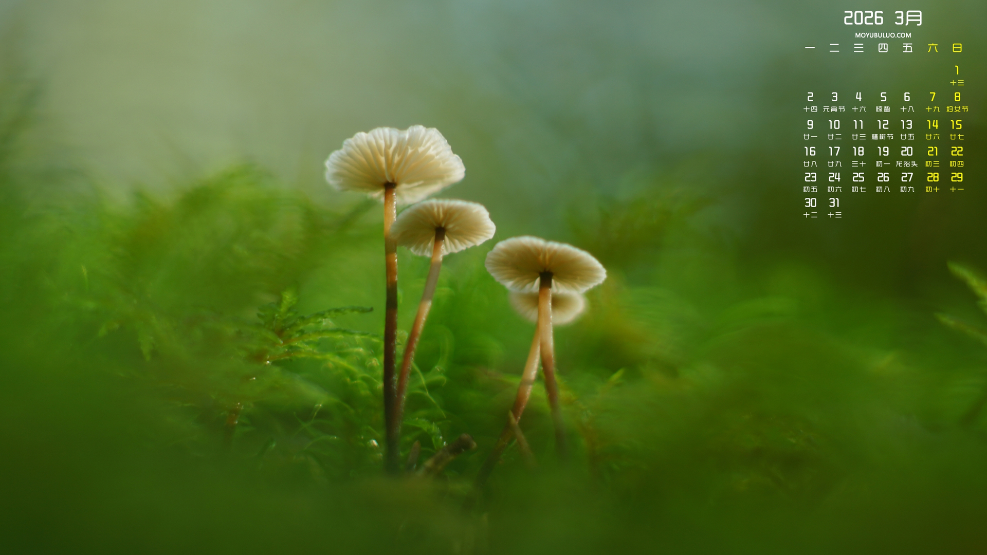 蘑菇苔藓2026年3月高清护眼桌面日历壁纸免费下载