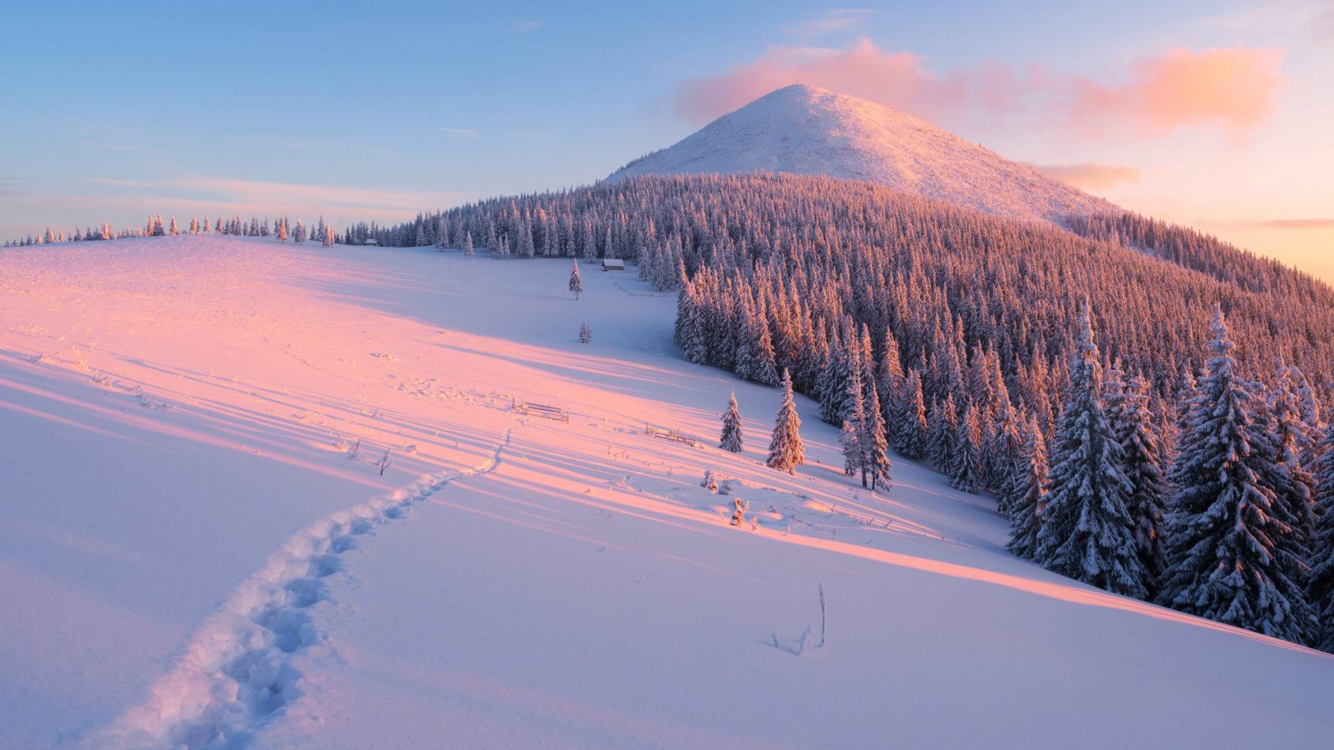 冬日雪域奇景，山巅云杉映雪，足迹点缀静谧森林，免费下载绝美壁纸