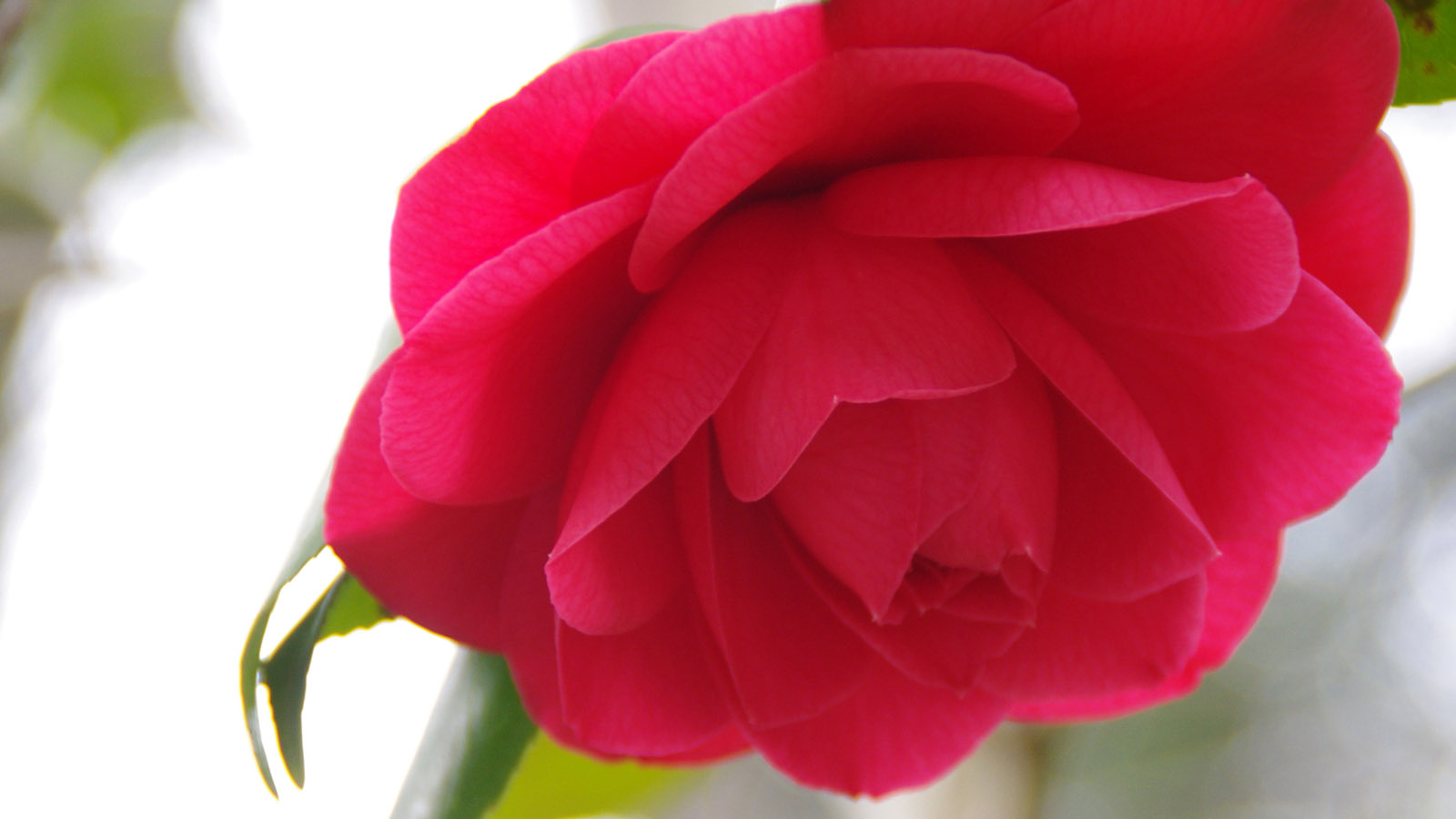 玫瑰花桌面墙纸