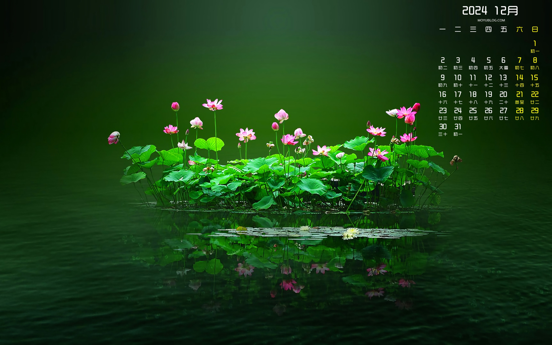 荷花2024年12月日历桌面壁纸
