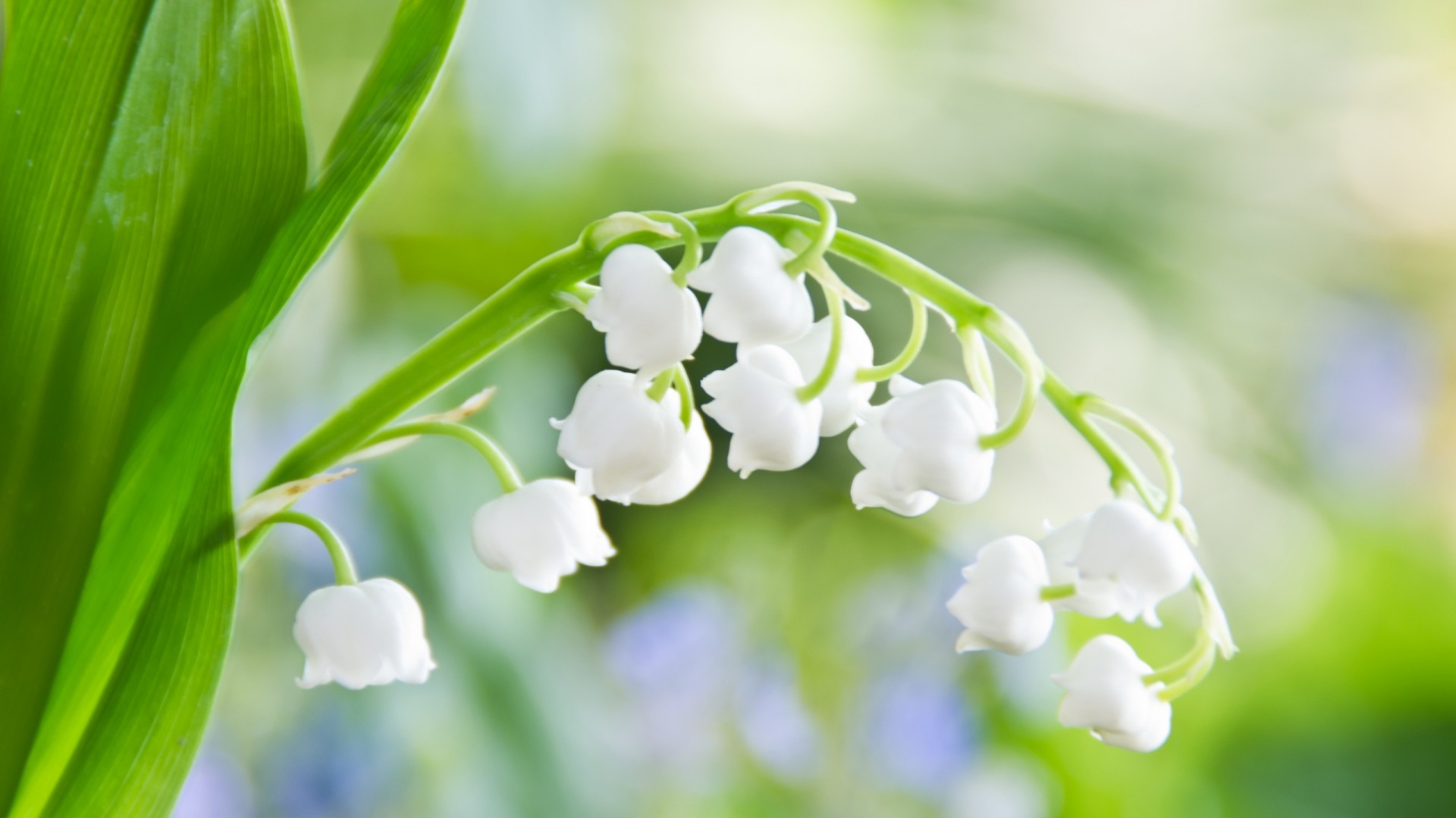 山谷白花绿叶风铃草电脑桌面壁纸，免费高清花卉壁纸下载