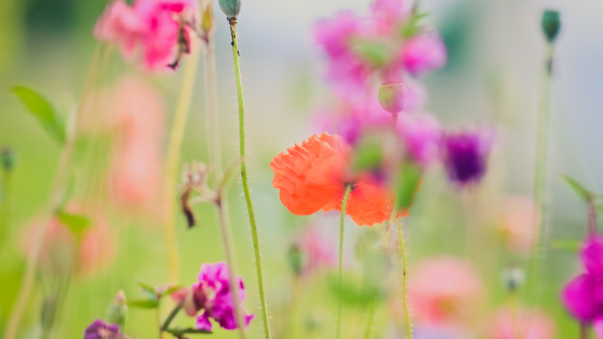 夏天鲜花桌面壁纸