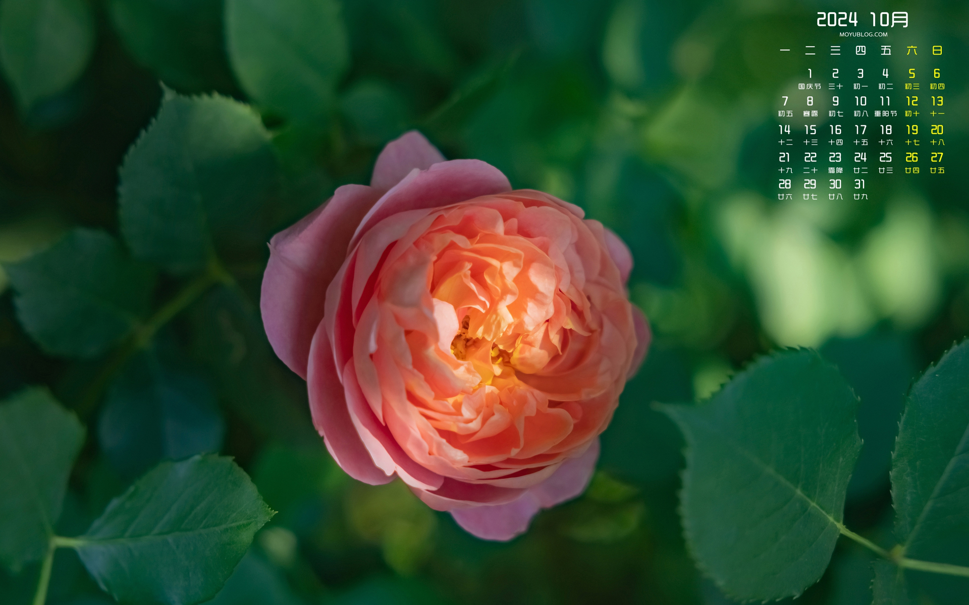 玫瑰花2024年10月日历高清电脑壁纸护眼