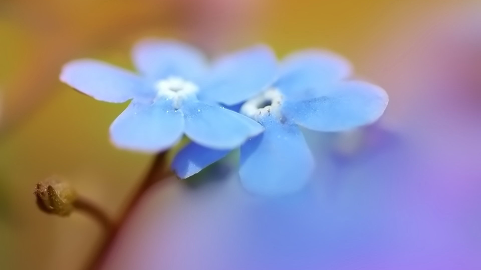 两朵花儿清新壁纸，免费花卉电脑桌面背景下载
