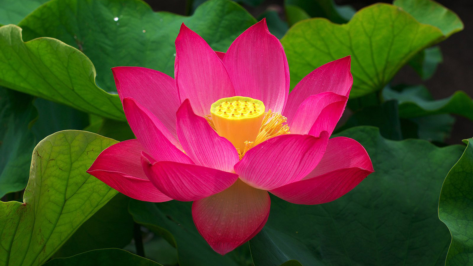 莲花壁纸免费下载，精选花卉电脑桌面背景