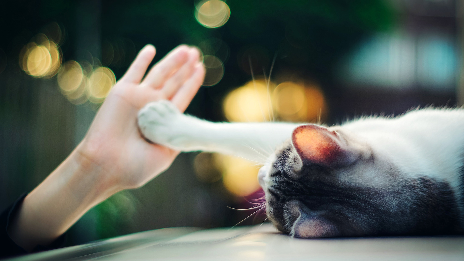 女孩与猫，唯美可爱拍手瞬间，免费电脑壁纸下载