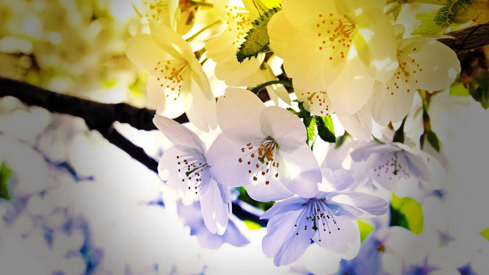 高清花朵桌面壁纸