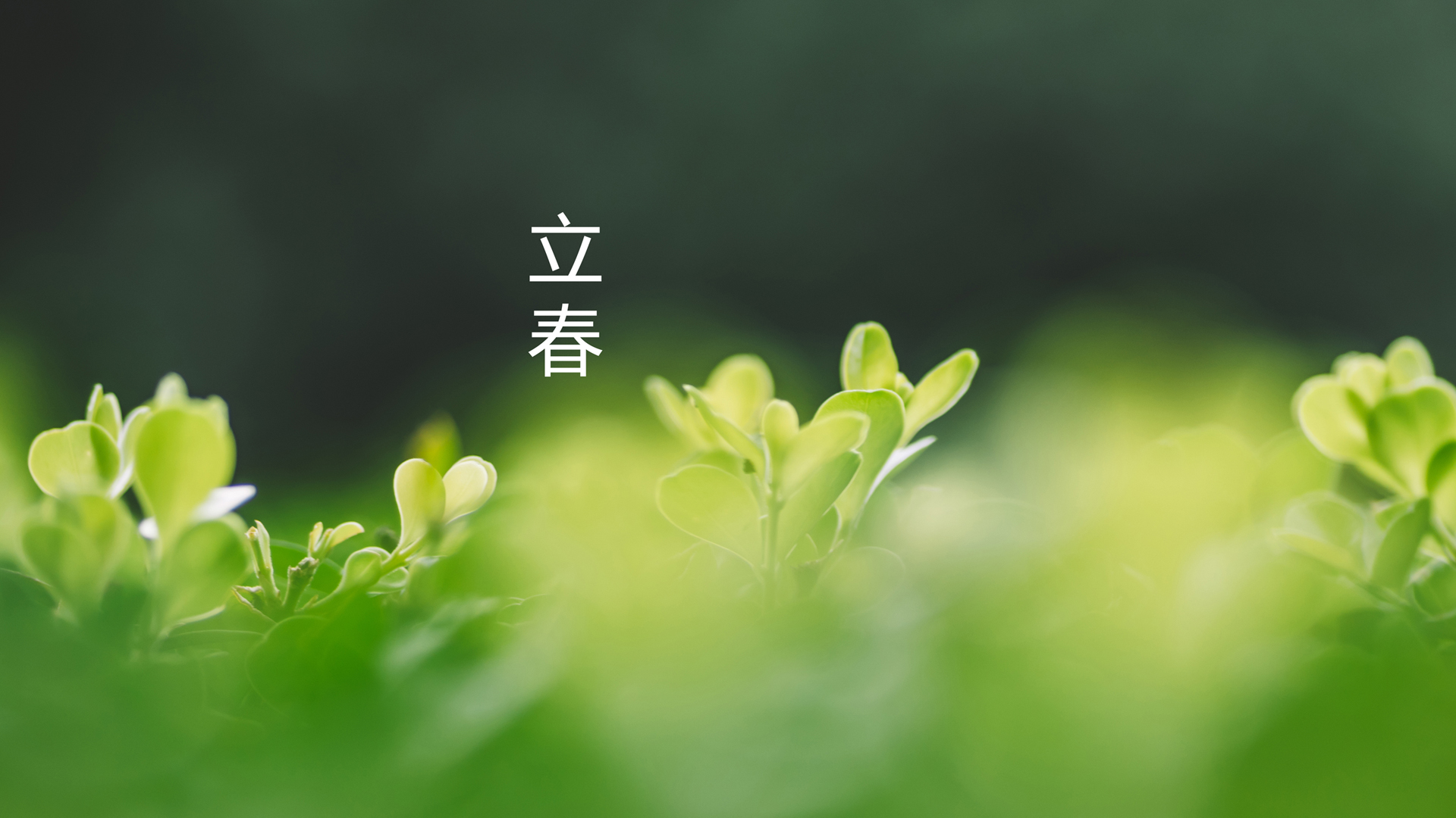 立春 二十四节气立春 树芽 绿色护眼壁纸