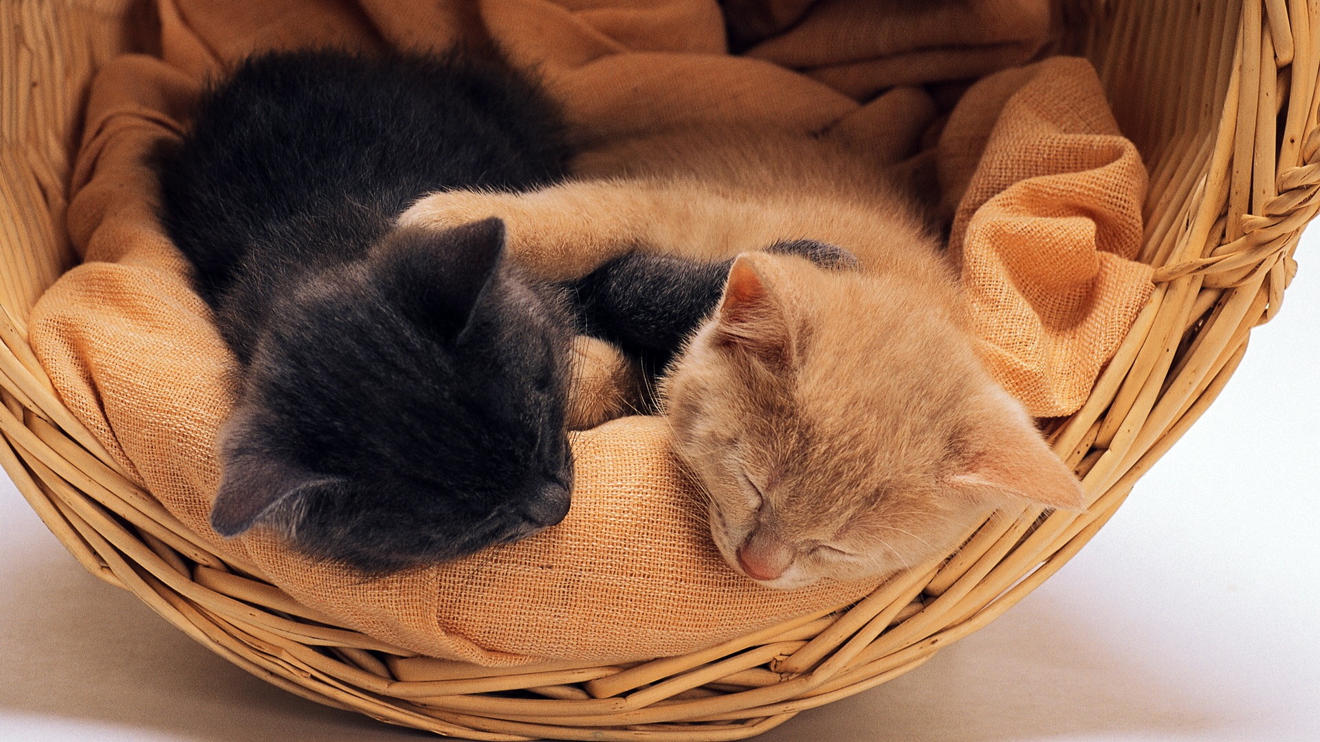 可爱萌猫睡姿大赏，免费下载竹篮里的小猫壁纸，动物电脑壁纸精选！