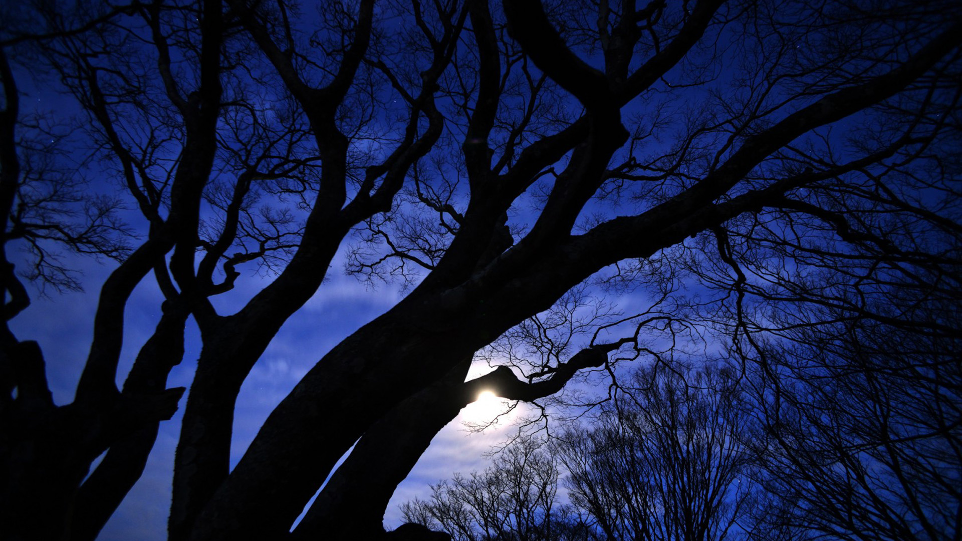 夜晚星空月影，树木自然美景，免费电脑壁纸下载
