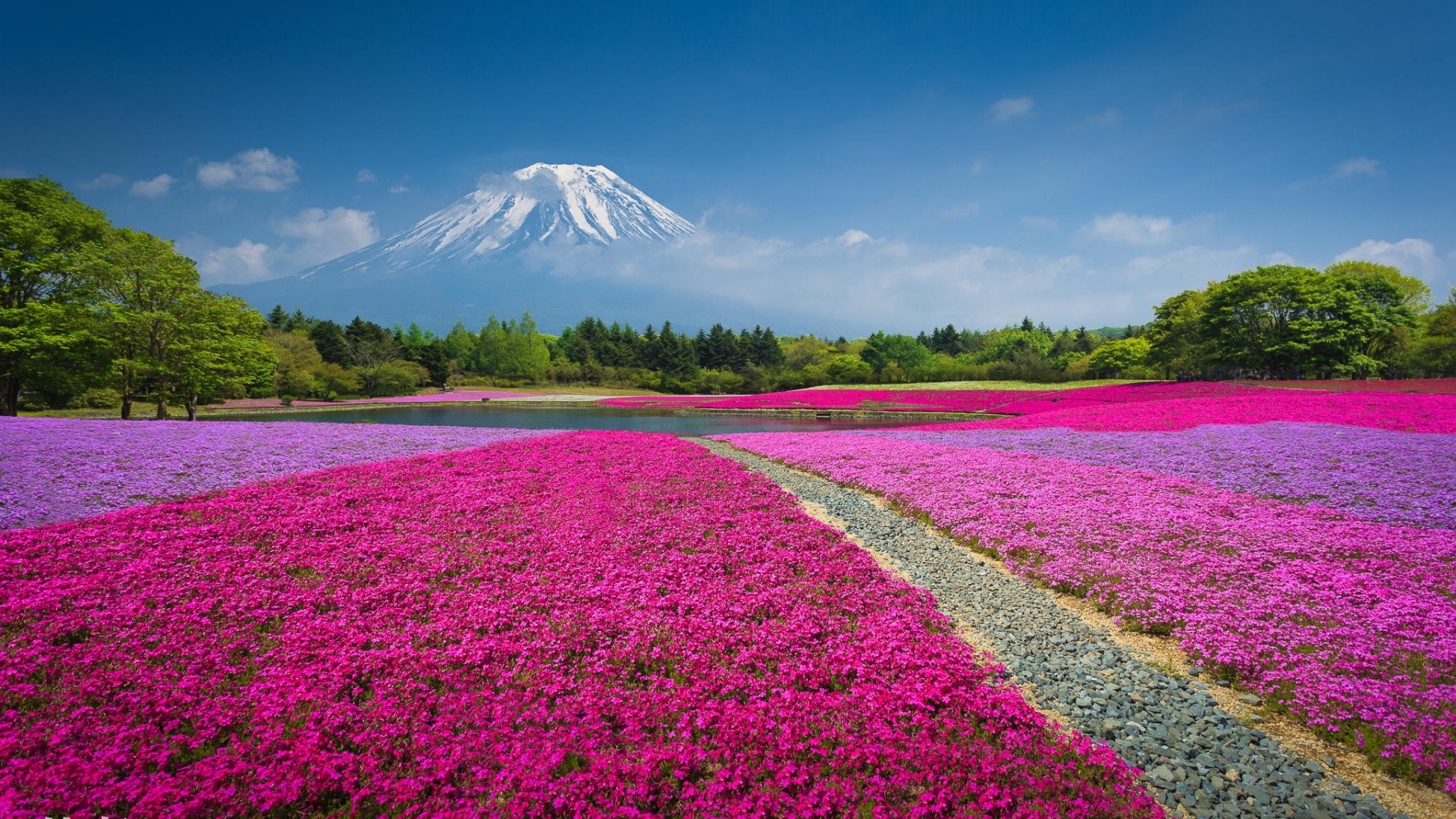 火山喷涌，鲜花盛开，公园风光绝美壁纸，免费下载装点你的电脑桌面