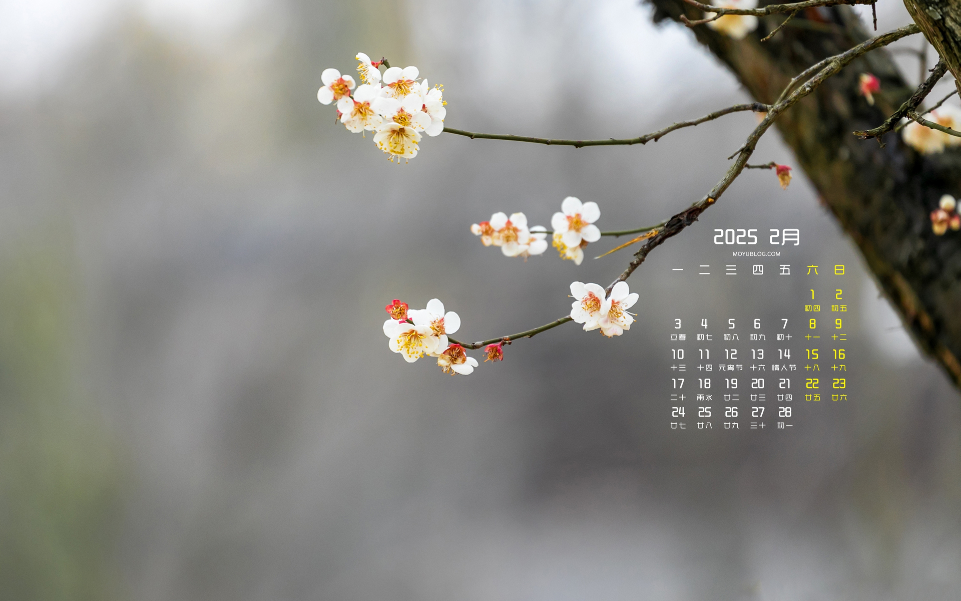 2025年2月鲜花日历风景电脑壁纸免费下载