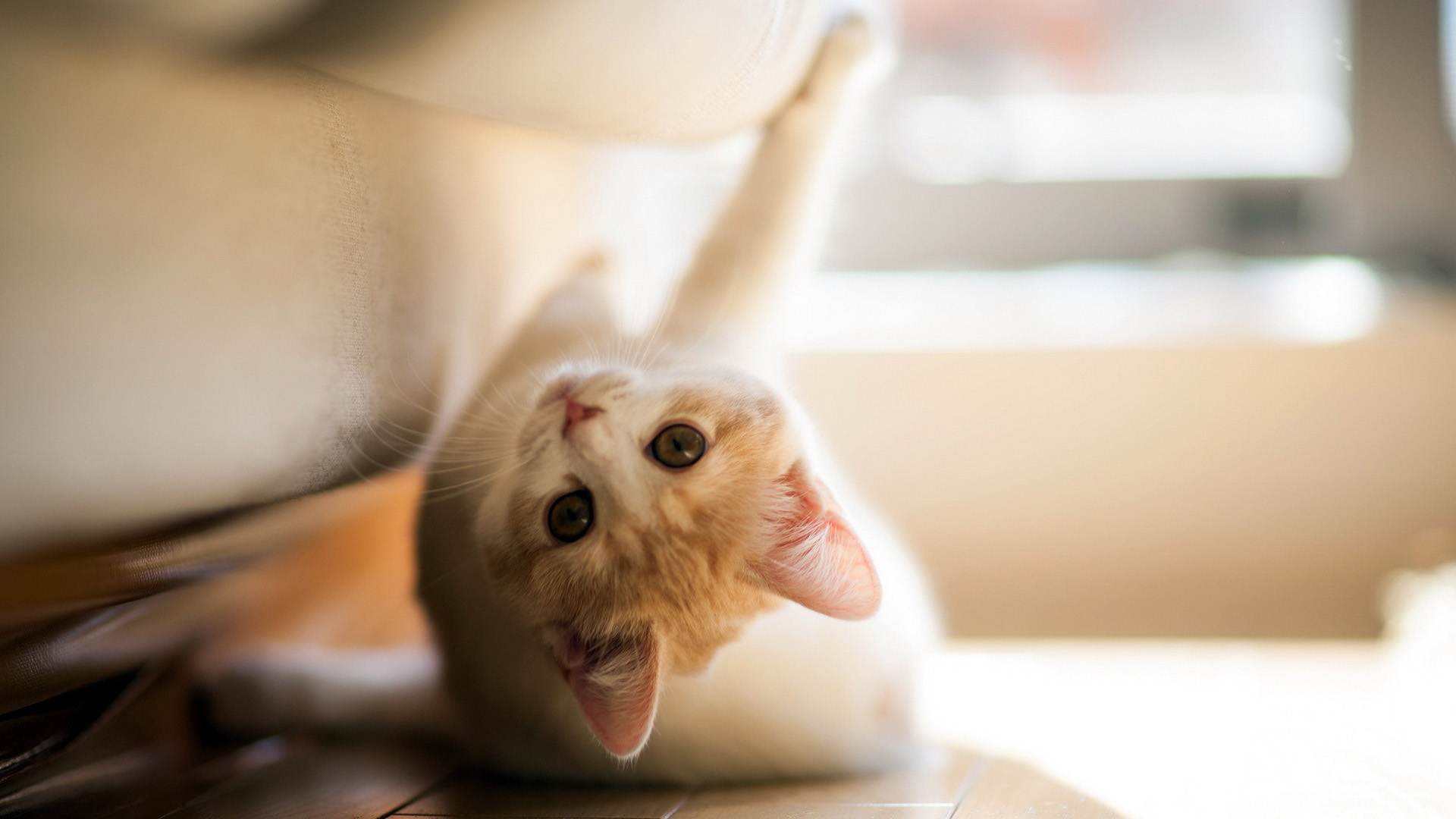 在沙发玩耍的小猫桌面壁纸