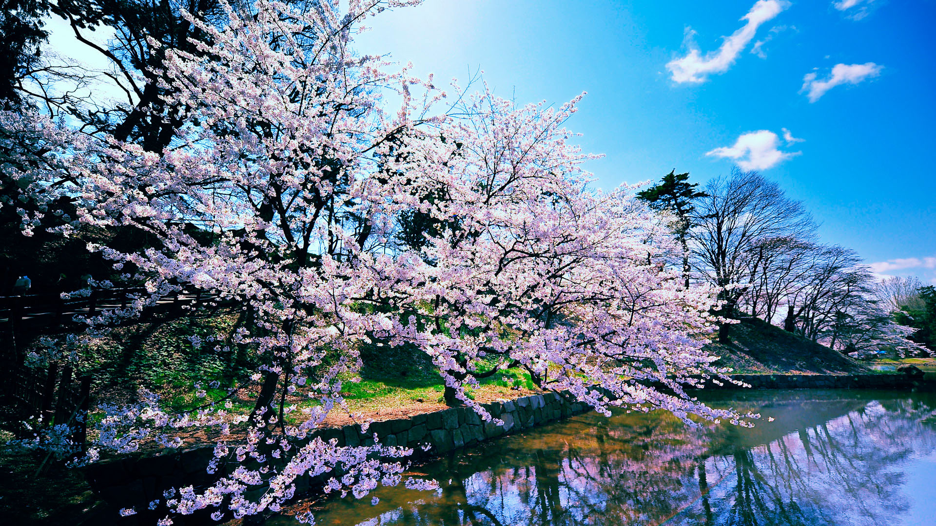 日本樱花桌面背景，精选花卉电脑壁纸，免费下载
