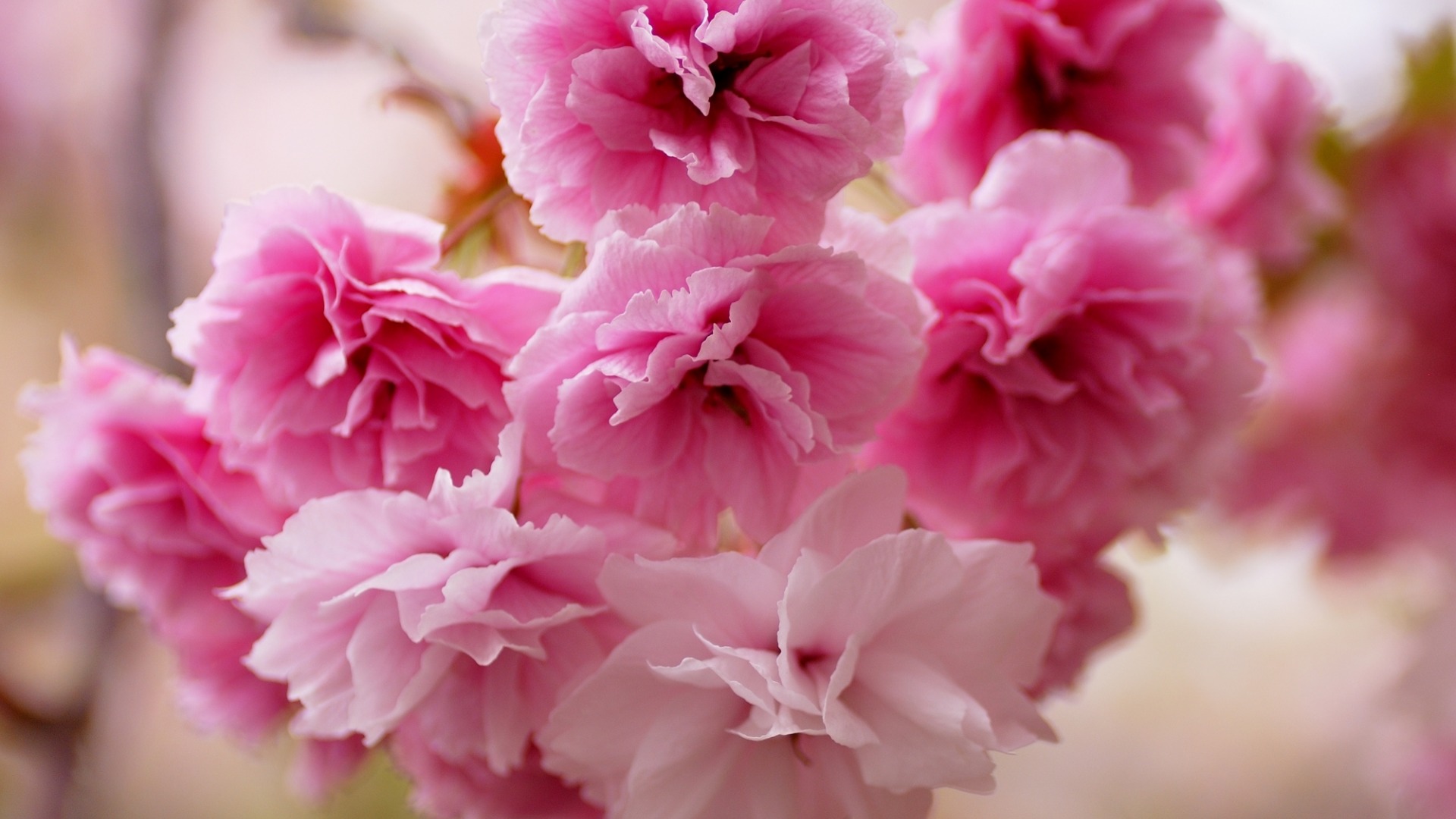 粉色樱桃花桌面壁纸，高清花卉图片，免费电脑壁纸下载