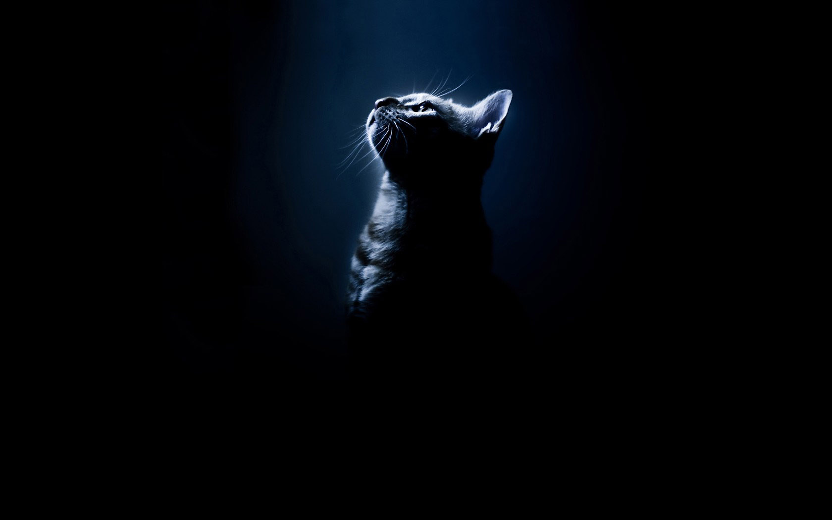 许愿的猫咪桌面壁纸