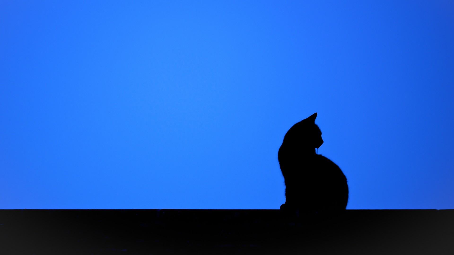 猫的剪影桌面壁纸，免费动物电脑壁纸精选下载