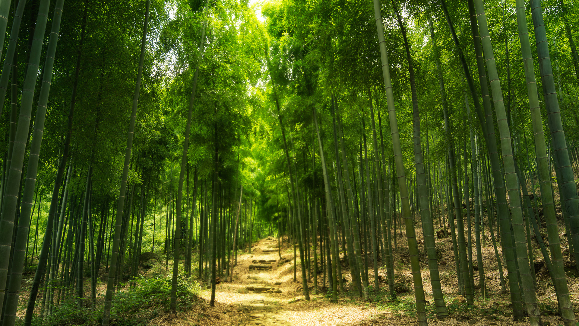 绿色竹林山路美景，免费高清电脑桌面壁纸下载