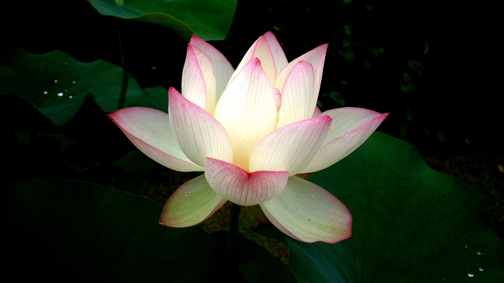 水中仙子荷花，绝美花卉壁纸，免费下载装点你的电脑桌面