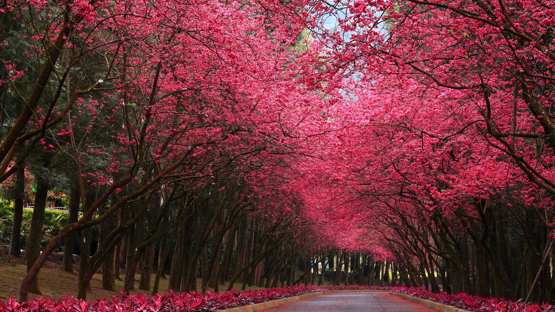 公园道路绿意盎然，花卉绽放自然美景——免费电脑桌面壁纸下载