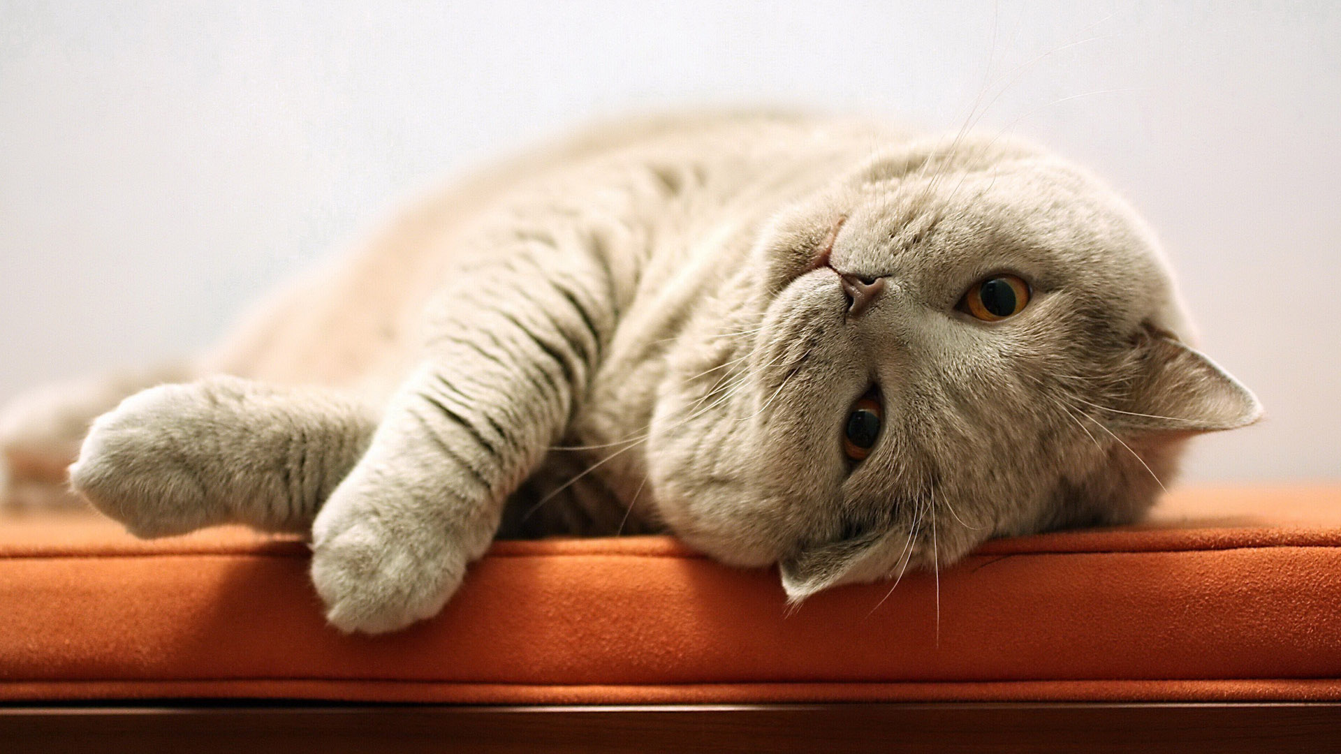 胖胖小萌猫桌面壁纸，免费动物电脑壁纸精选下载