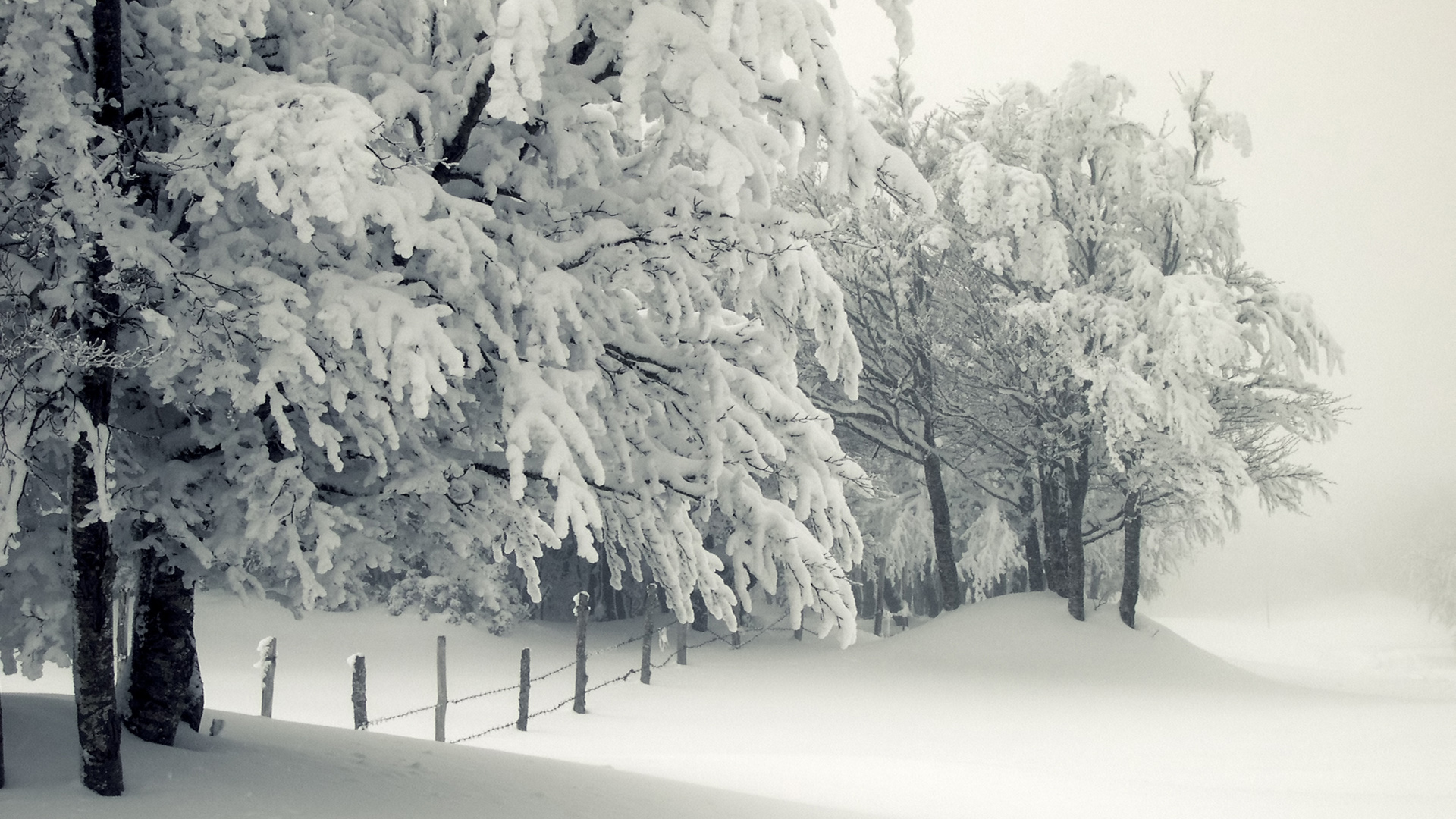 冬日雪景树篱壁纸，高清桌面风景，免费下载畅享美景