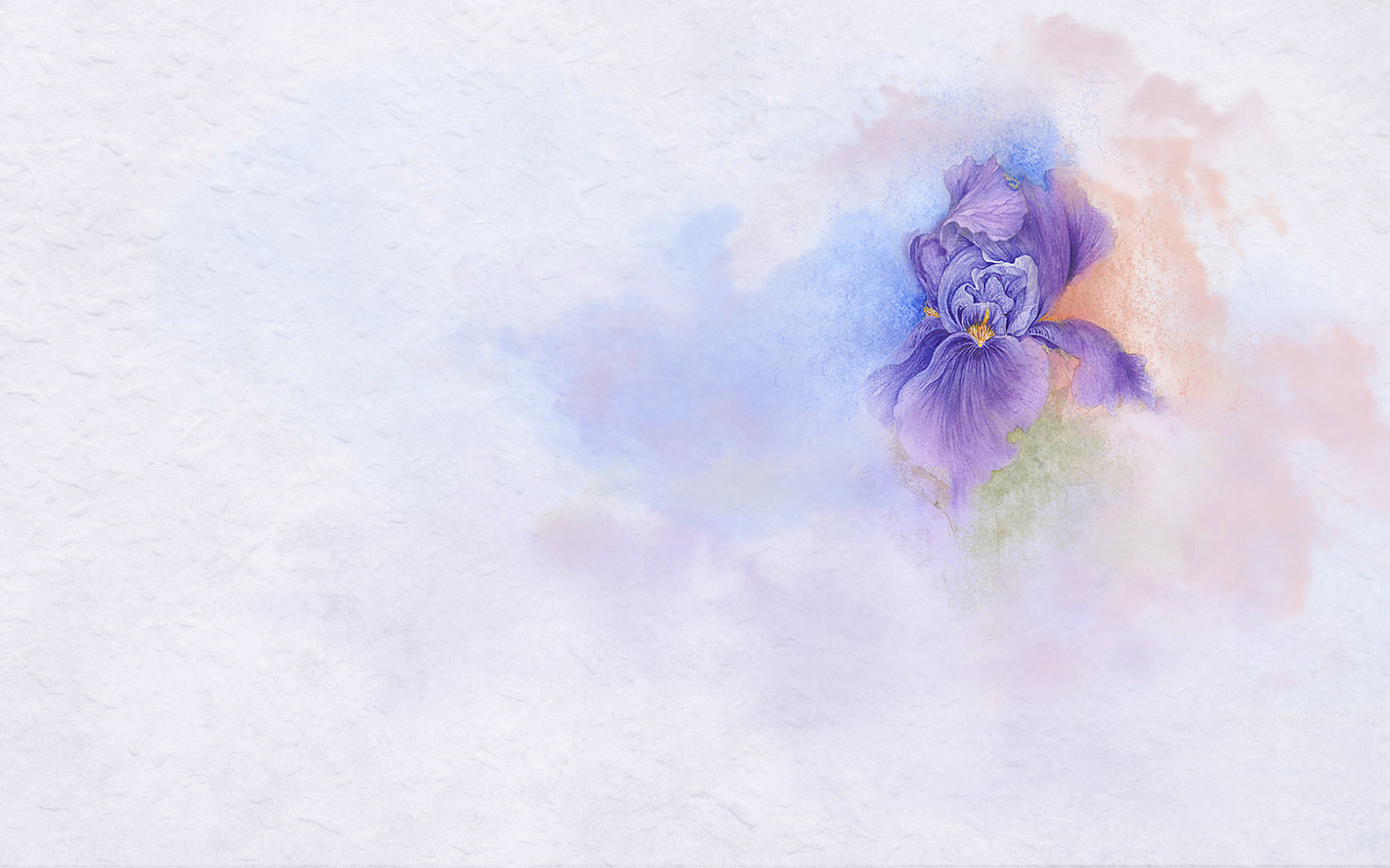 紫色恋花电脑桌面背景，精选花卉壁纸，免费下载！