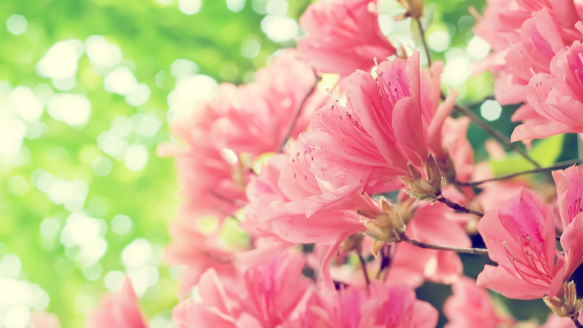 漂亮电脑桌面花卉壁纸