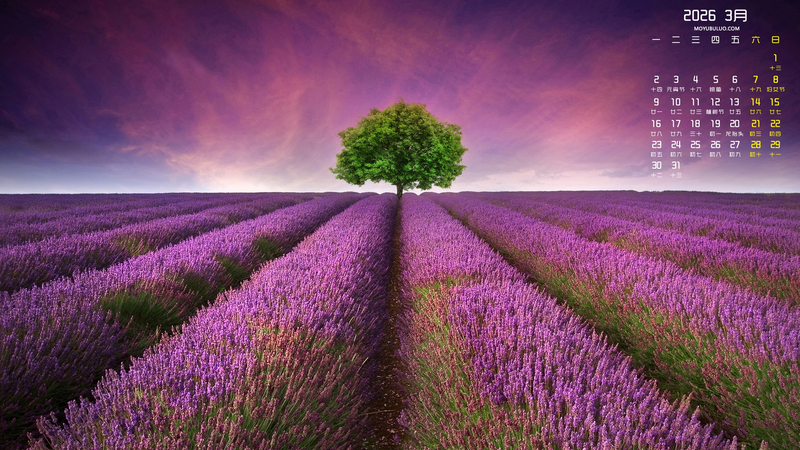 薰衣草风景2026年3月高清日历免费电脑壁纸下载