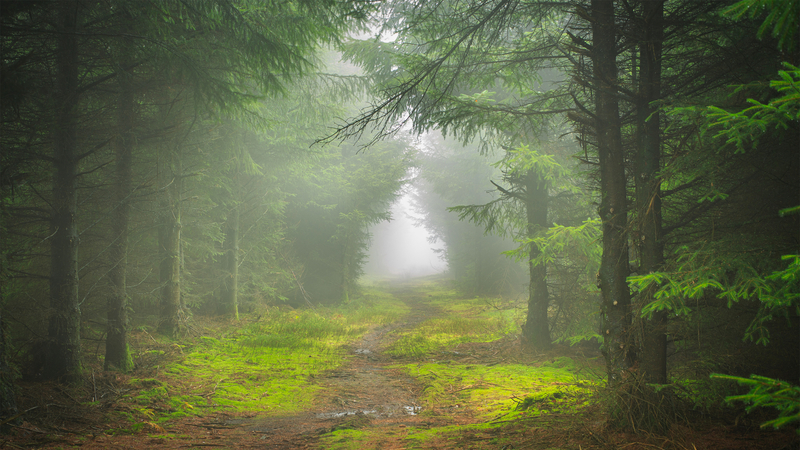 针叶树草地苔藓小径自然风景高清免费电脑壁纸下载