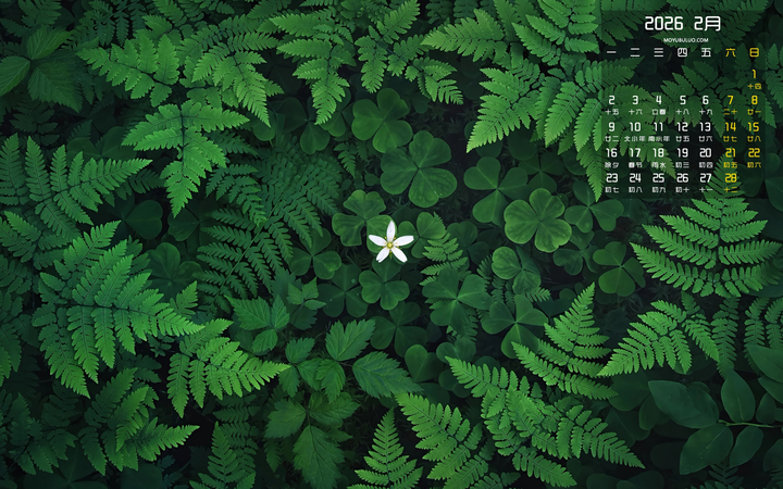 三叶草小白花蕨类植物护眼2026年2月高清日历电脑壁纸免费下载
