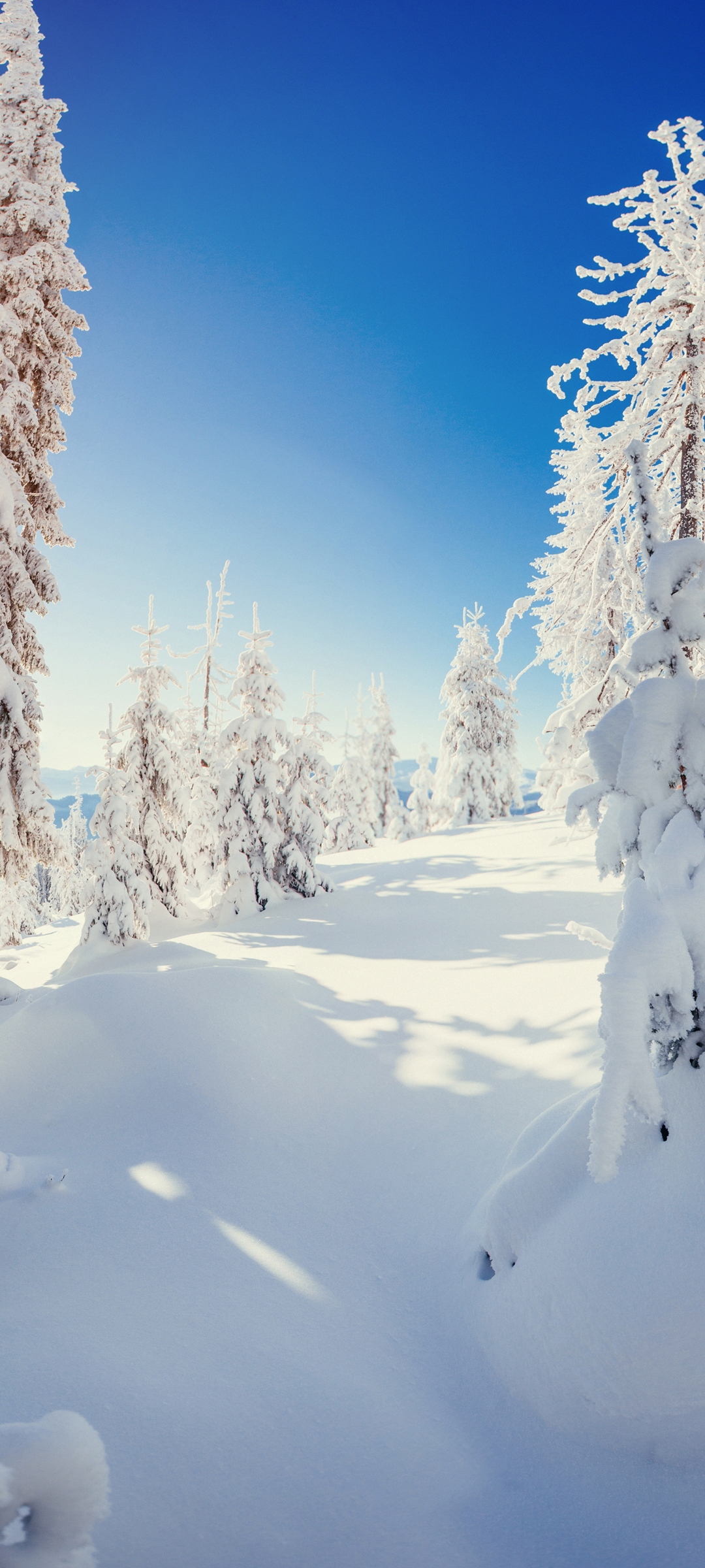冬日雪景，雪树银装，雪地风光绝美，免费手机桌面壁纸下载