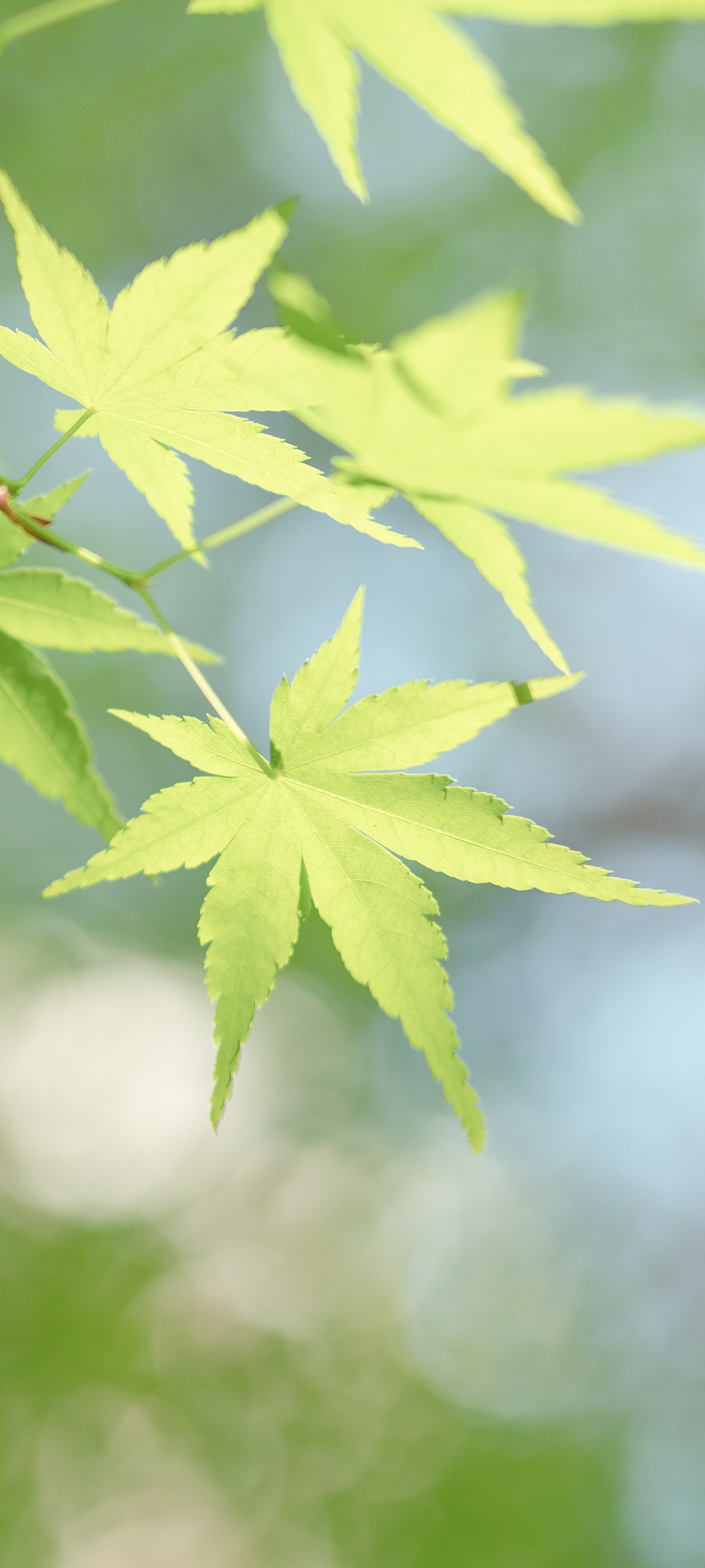 护眼绿色树叶壁纸，免费下载手机风景美图，畅享自然之美