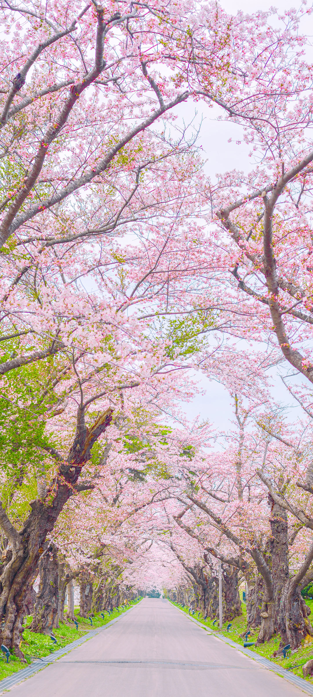 粉色樱花小径，高清手机风景壁纸，免费下载尽享美景