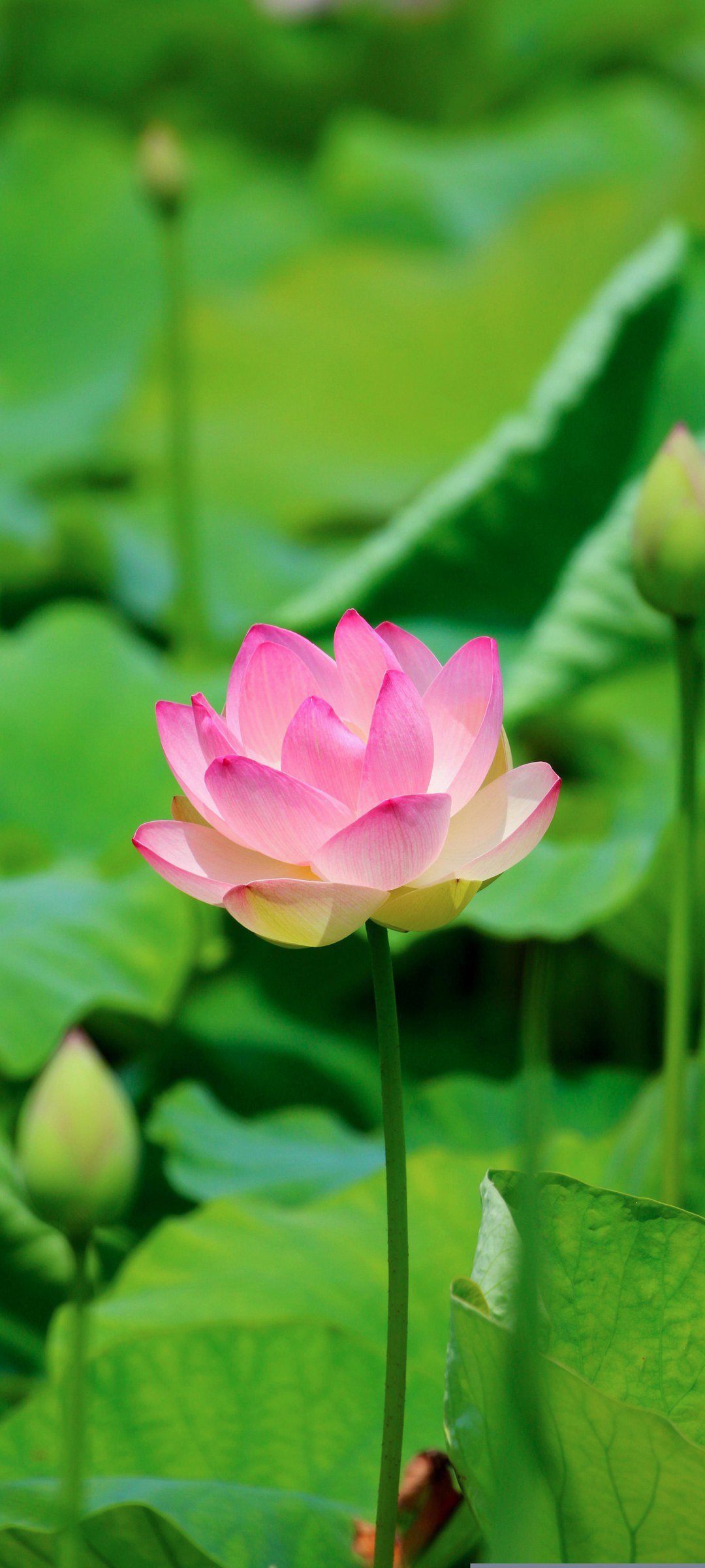粉色荷花伴绿叶，绝美风景壁纸，免费下载享手机新装