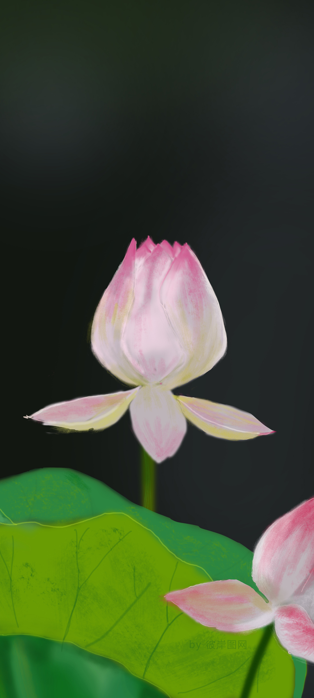 原创荷花壁纸，高清待放荷包，文字点缀，免费下载手机屏保