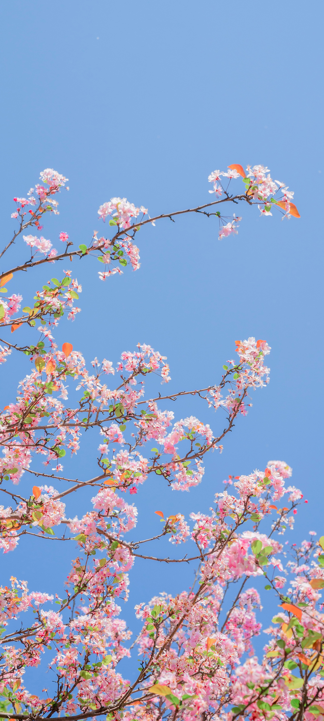 免费下载海棠花手机桌面壁纸，绝美风景一键获取