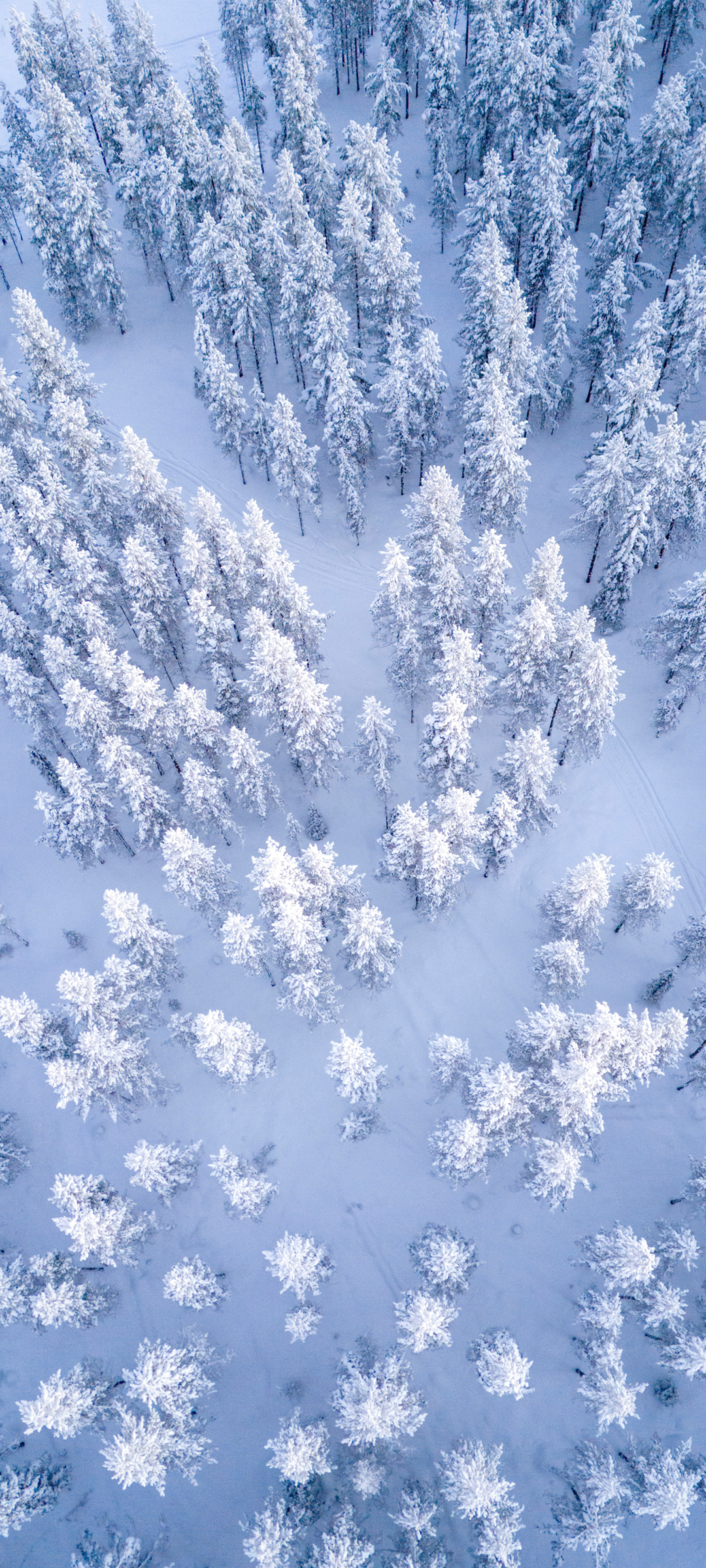冬日森林雪景鸟瞰，绝美壁纸免费下载，装点你的手机屏幕