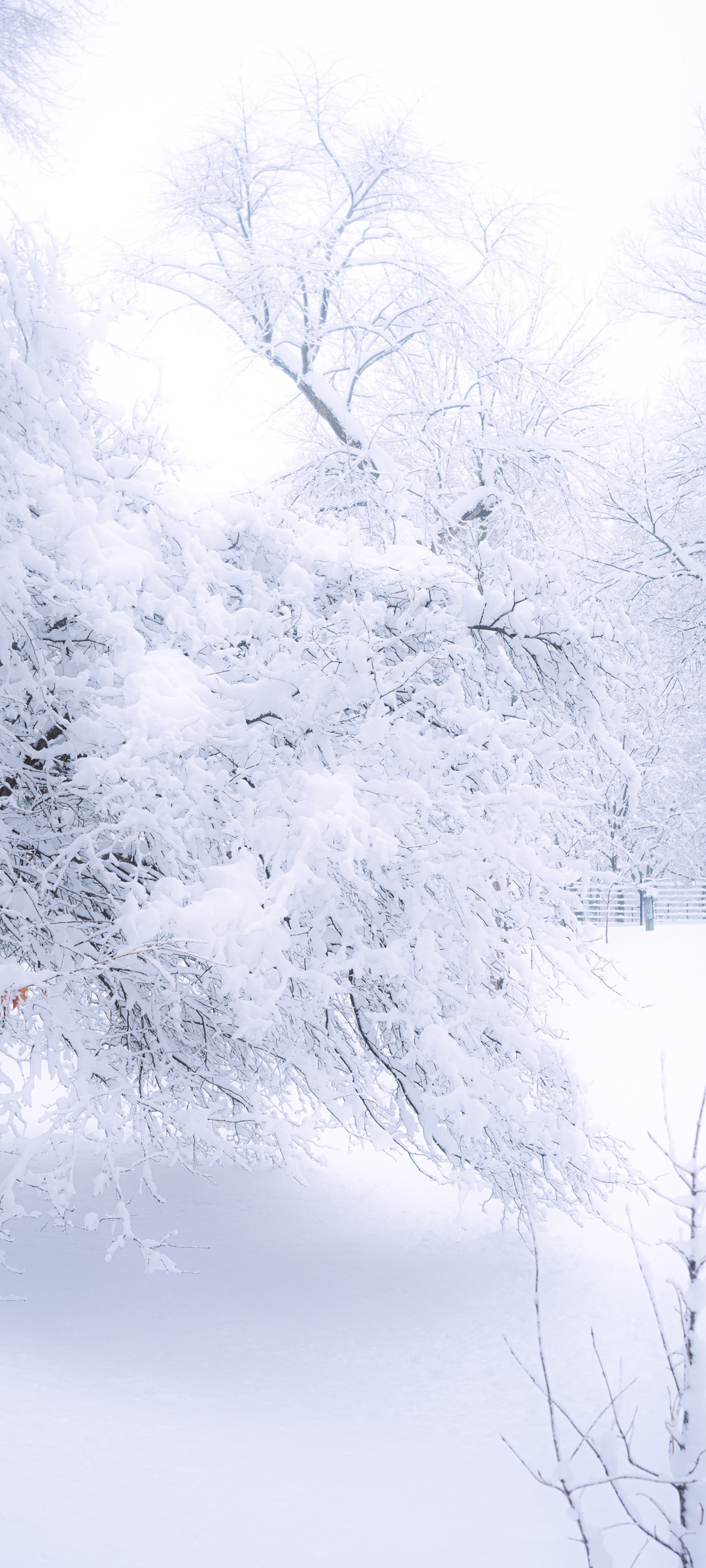 雪树银装，白茫茫美景，精选手机壁纸免费下载